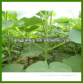 Paulownia tomentosa/paulownia elongata/paulownia kawakamii seed for growing